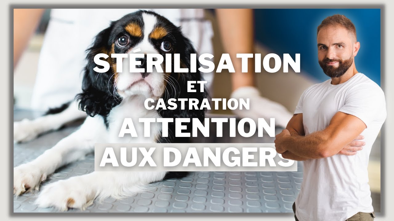 STERILISATION : Steriliser une chienne, castrer un chien...Attention danger ! Esprit Dog