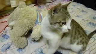 preview picture of video 'My cute cat Chutki fights a teddy bear and attacks the camera'