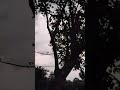 Coludy Weather Romantic Mood Song Krishnanagar Natural Beauty Whatsapp Status Mausam Mausam