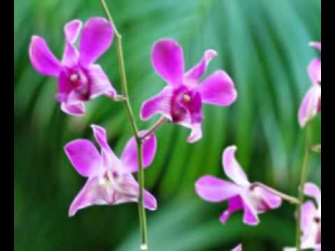 What is the flower of Oahu?