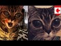 'Alien' cat Instagram star suffers from genetic eye ...