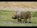 Explosive Hippo Fart 