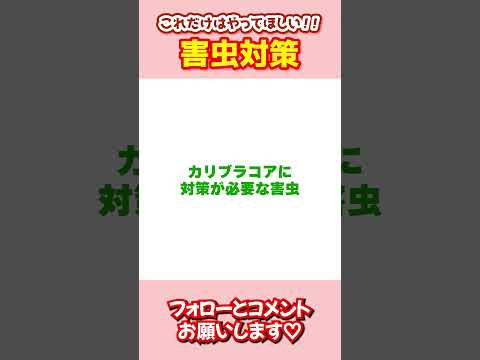 ニンニクを使って植物の真菌性疾患を治療する方法