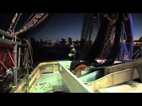 Sustainable Seafood Supply