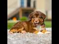 Miniature Australian Shepherd dogs for sale: Hershey - Video 1