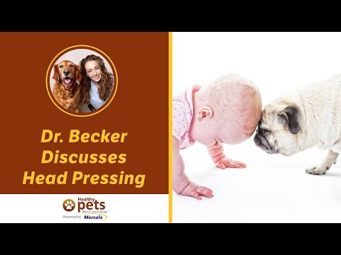 Dr. Becker Discusses Head Pressing