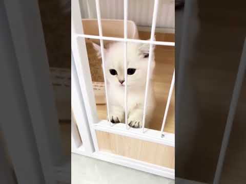 𝘾𝙪𝙩𝙚 𝙡𝙞𝙩𝙩𝙡𝙚 𝙠𝙞𝙩𝙩𝙮 𝙬𝙖𝙣𝙩 𝙩𝙤 𝙤𝙪𝙩🥰🐈❣️ #shorts #cats #cat #kitty #kitten #cute #meow #youtubeshorts