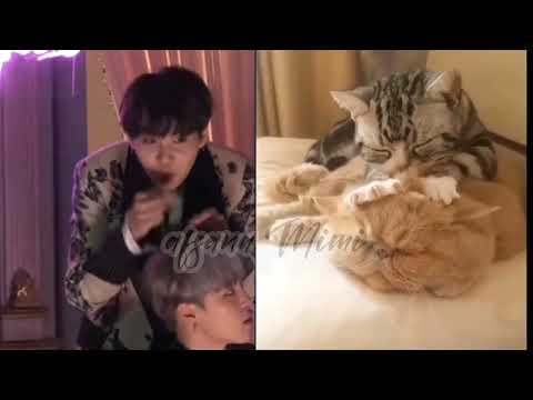 suga vs cat lil meow meow yoongi