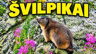 ALPĖS #9, PER LIETŲ ŠVILPIKAI IŠLINDO Į LAUKĄ