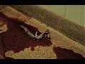 QUAGMIRE Official Short Film