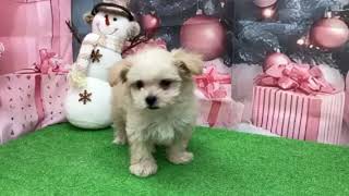 ハーフ犬の動画01