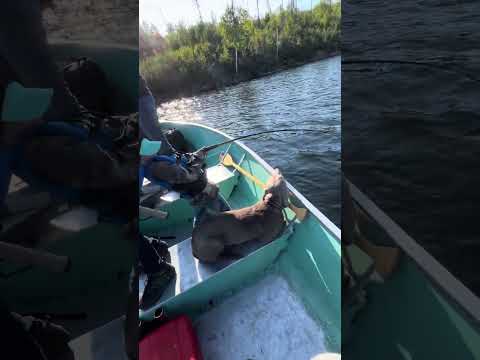 Triple Header Mess | Northern Pike #northernpike #canadianshield #saskatchewan #laboraoutfitters