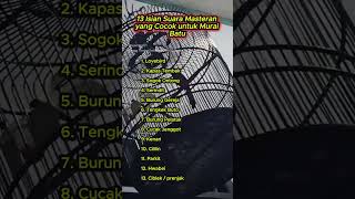 Download lagu 13 Isian Suara Masteran yang Cocok untuk Murai Batu, #muraibatu mp3