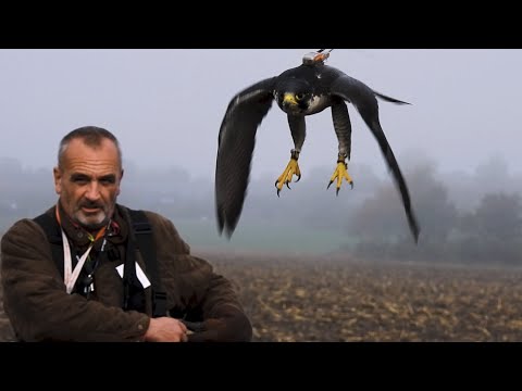 'Beizjagd mit Greifvögel' -Falknerei- DFO Schleswig 2022 (Falconry Germany)