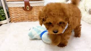 トイプードルの動画01