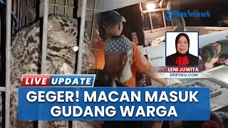 Macan Dahan Masuk & Terjebak di Gudang Warga Baturaja OKU Buat Geger, Berhasil Dievakuasi BKSDA