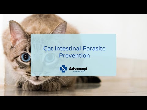 Cat Intestinal Parasite Prevention