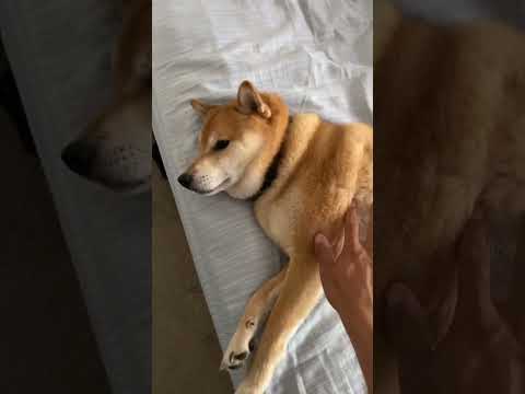 Shiba Squeaks Like a Toy