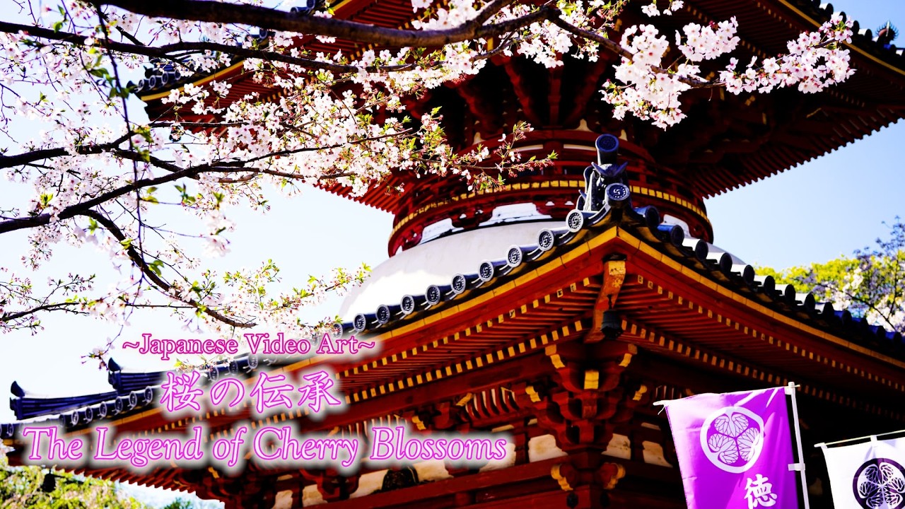 【Japanese video art】『桜の伝承』~思い出とともに咲き誇る~The Legend of Cherry Blossoms: Blooming with Memories