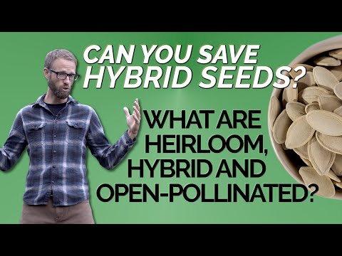 image-Are hybrid seeds healthy?