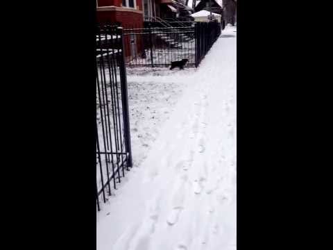 First Snow Behr