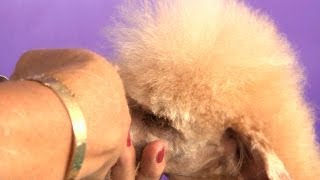 Pro Groomer Grooming Guide Taster - Toy Poodle Pet/Salon Trim