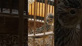 Download lagu #shorts Branjangan wates II Jambul Paten #branjangan #branjanganjantan #viral #beranda #berandaatas mp3