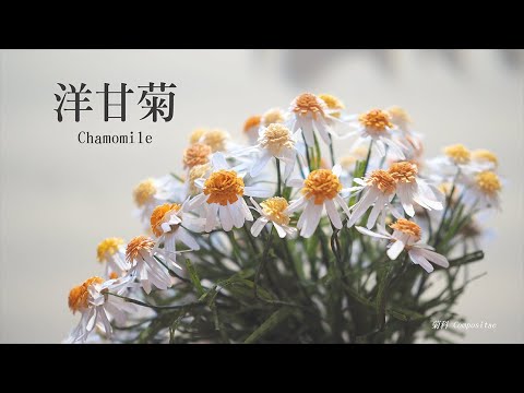 How to make Paper Flower 手做紙花 ｜洋甘菊 Chamomile【紙花 EP01】