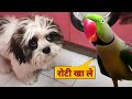 Parrot Pablo Ko Aaaya Cute Chote Bhai pe Pyar