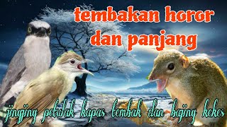 Download lagu Tembakan horor 🔥🔥 jingjing petulak kapas tembak dan bajing kekes mp3