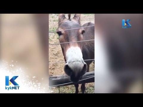 Kwêla Funnies: Finalis - DONKIE