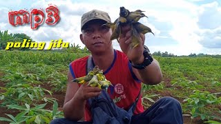 Download lagu Begitu Banyaknya Sogon Lengket mp3 Pikat Sogon Super Ampuh mp3