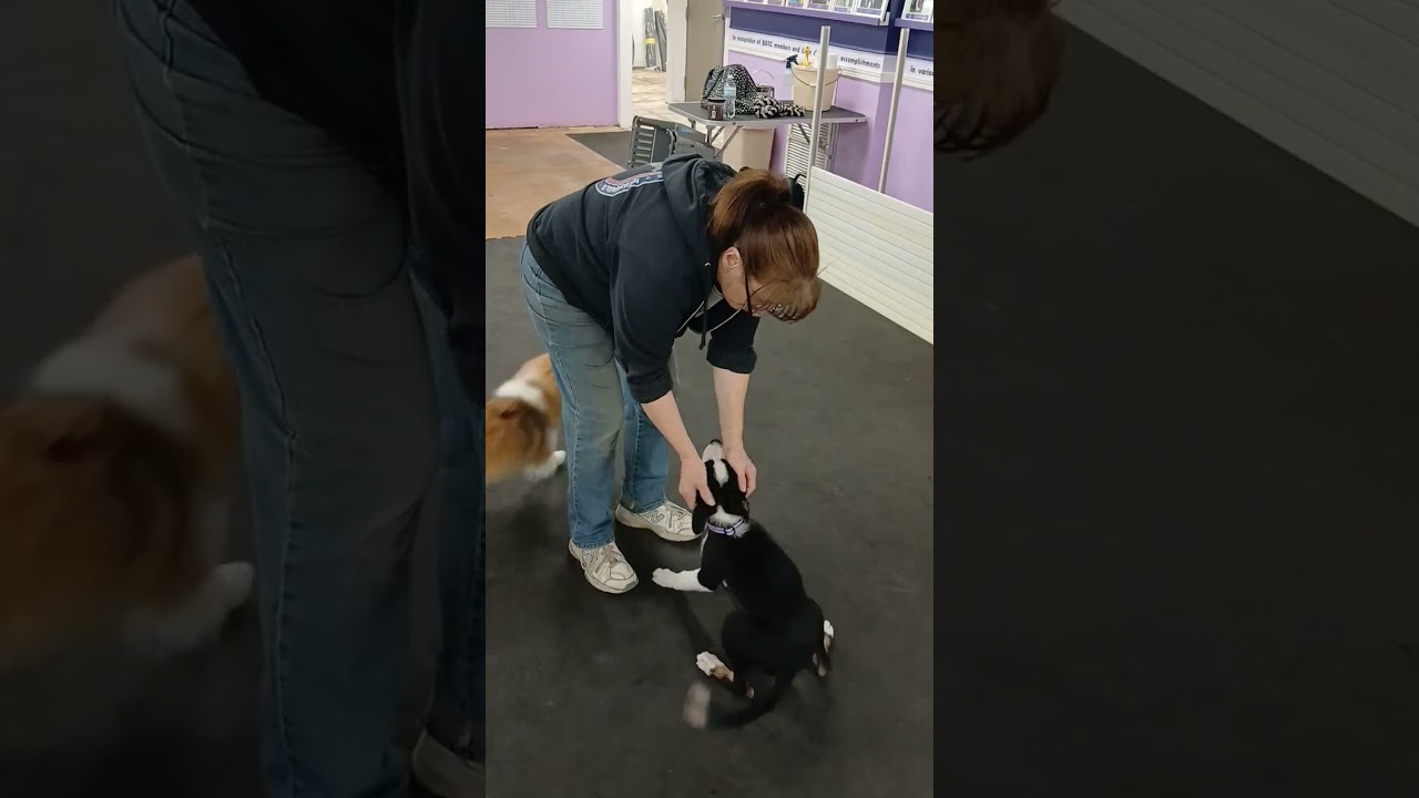 Enlarge Flare, a Adoptable mixed breed in Rochester, MN video 5/5