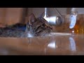 Видео о товаре Автоматическая поилка для кошек и собак "Лебедь" / Pioneer Pet (США)