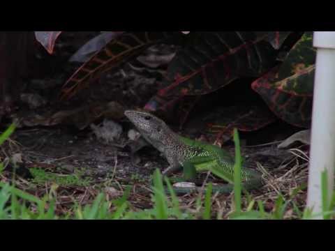 Green Ameiva HD