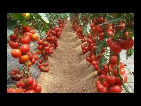 WOW! Amazing Agriculture Technology Tomato -2017