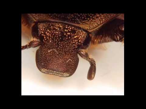 Hirox 3D digital microscopy  compilation of bug   insect videos   entomology