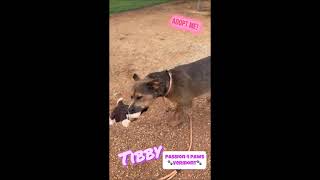 Video preview image #1 Mutt Puppy For Sale in Shelburne, VT, USA