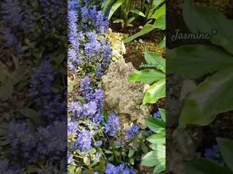 アケビ・キナタまたはチョコレートつるの鉢植え多年草チョコレートの香りのよい花