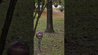 Download the video "Smart squirrel #shorts"