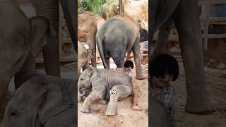 Why don't baby elephant ask for hug after grow up?# #babyelephant #babyanimals #healing #cute #fyp