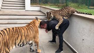 JAGUAR AND TIGER PLAYING WITH OWNER!