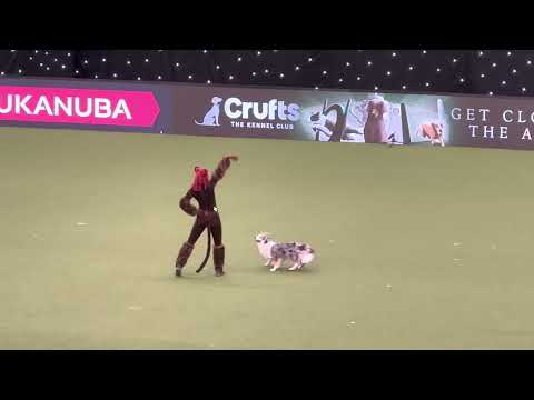 Jennifer and Daiquiri International freestyle 2023 . Crufts .UK