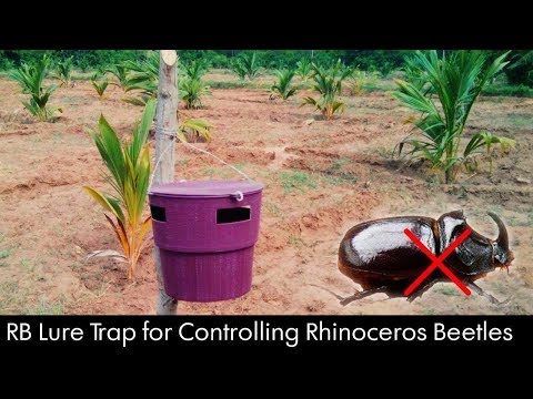 Coconut Trap for Controlling Rhinoceros Beetle (Oryctes Rhinoceros)