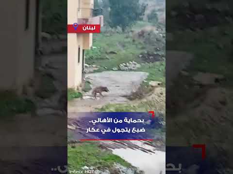 بحماية من الأهالي.. ضبع يتجول في عكار