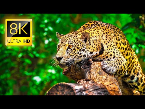 WILD WORLD in 8K ULTRA HD - Wildlife and Animals.Animals & Wildlife 8K ULTRA HD