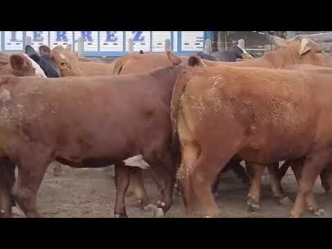 Casnem - Dos jaulas doble piso de Novillos de 500/550 kg UE Hilton - Villa Minetti (Santa Fe)