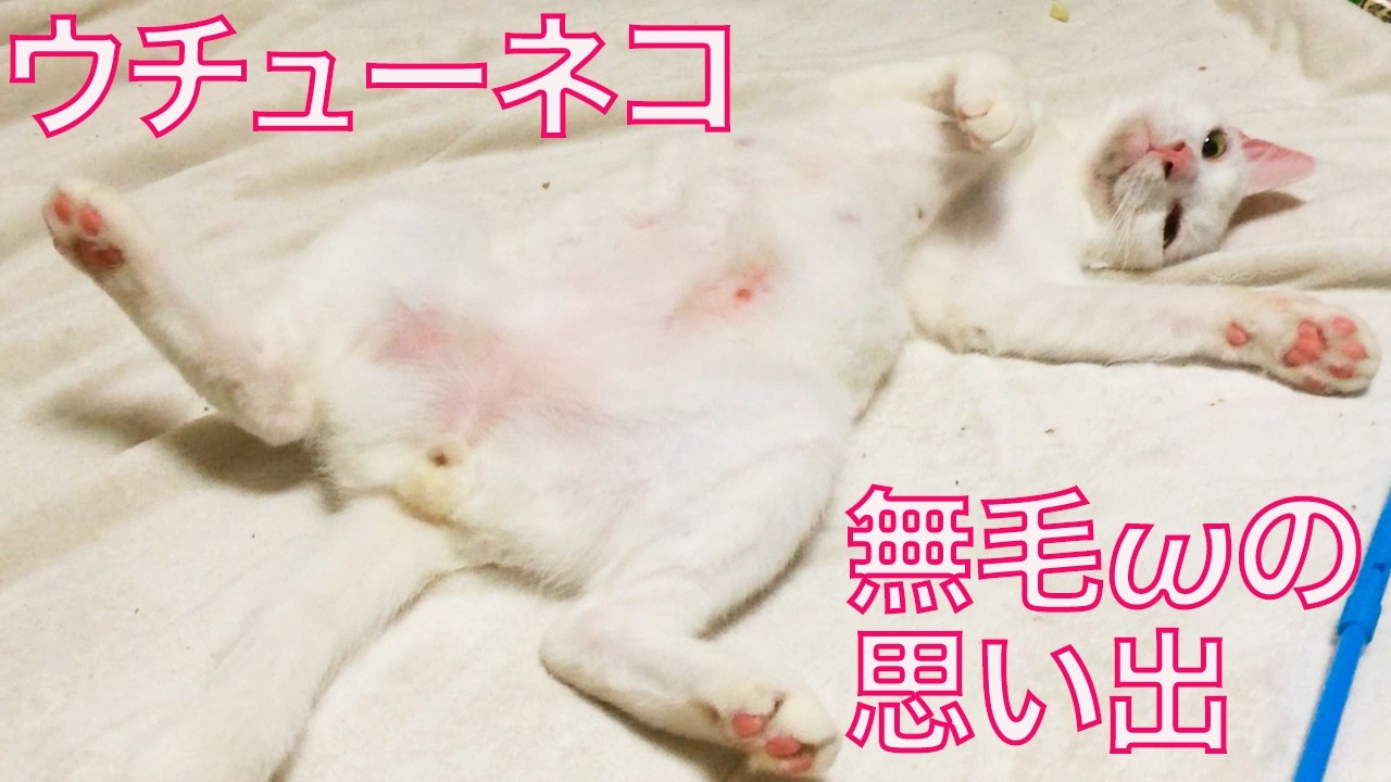 【ω接写注意】ウチューネコ、無毛ωのメモリー　Memories of my spaacat's ω