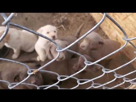 Chocloate LAB Male Puppy