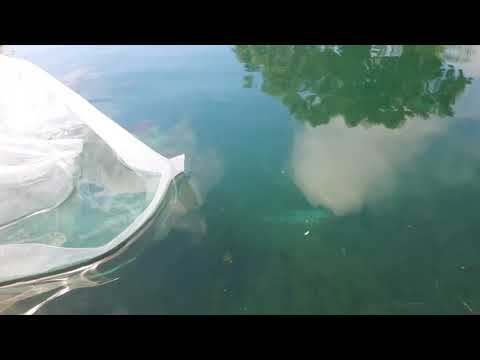 Stocking the pond with shubunkin goldfish and rosy red minnow from Toledo goldfish